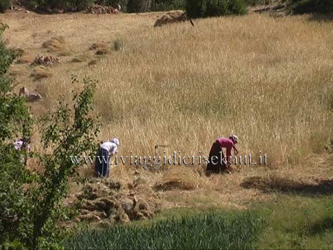 Donne che falciano il grano