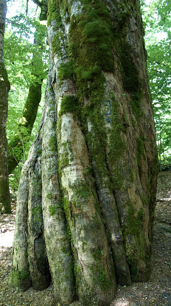 DSC01198.jpg - Un gigante che fa parte della foresta vergine ultima rimasta in Europa.