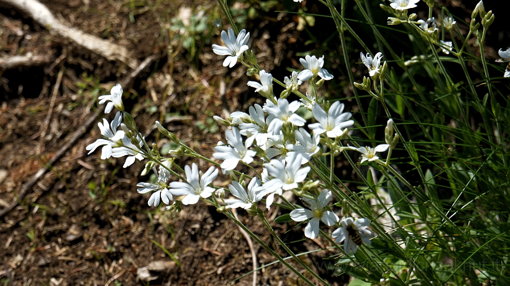 DSC01410.jpg - ...e flora.