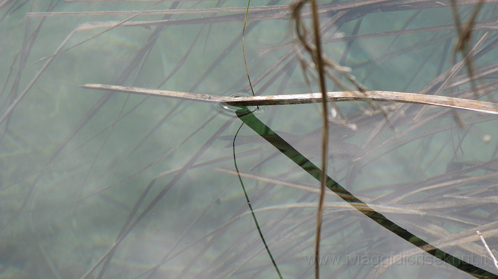 IMG_4150.JPG - Croazia, Plitvice National Park.