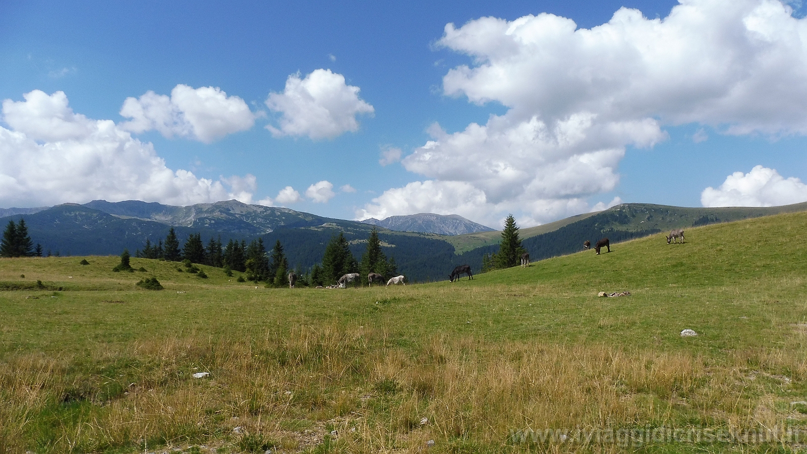 P1020995.JPG - Transalpina.