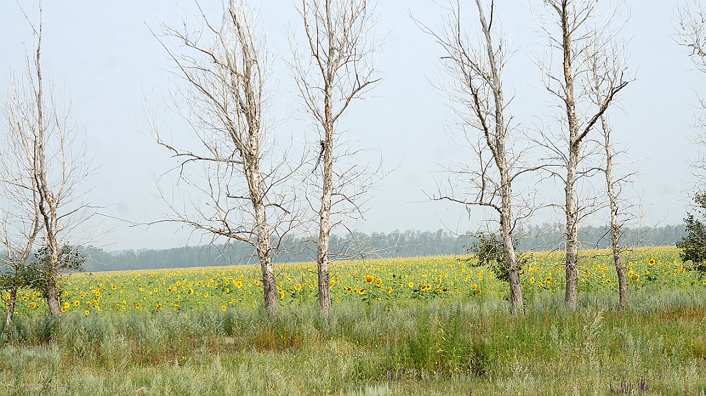 DSC06599.JPG - Sulla strada tra Semey e la frontiera Russa