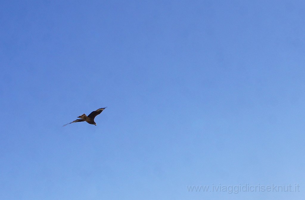 DSC07186.JPG - Un'aquila in volo.