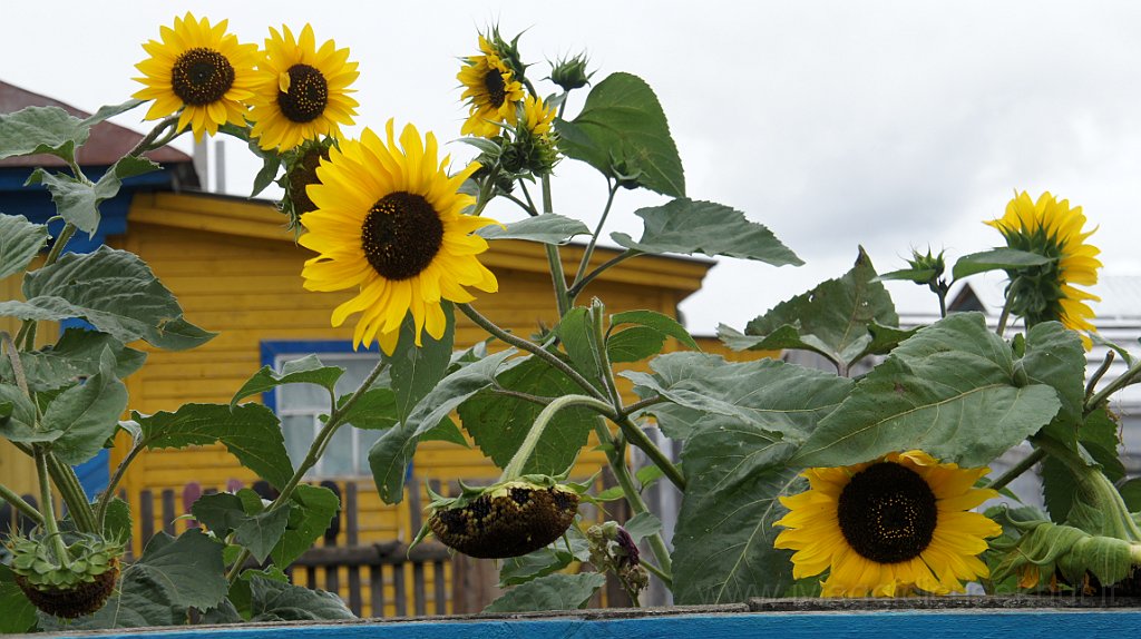 DSC07461.JPG - Girasoli nei giardini.